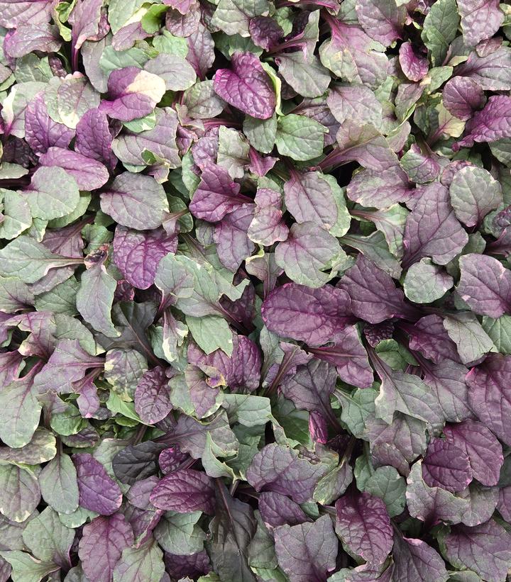 Ajuga reptans 'Burgundy Glow'