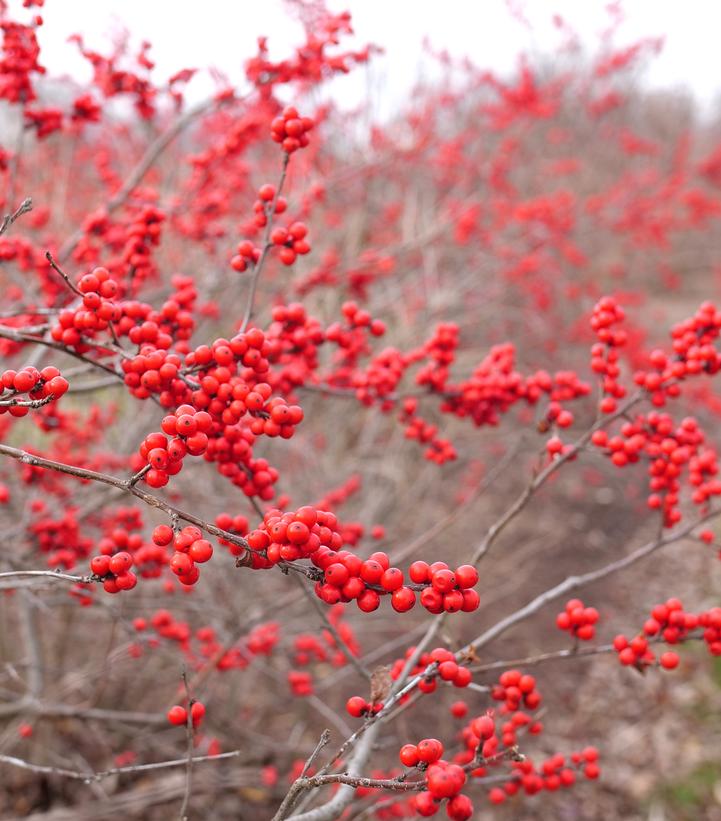 Ilex verticillata Berry Heavy®