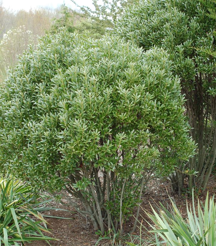 Ilex glabra 'Shamrock'