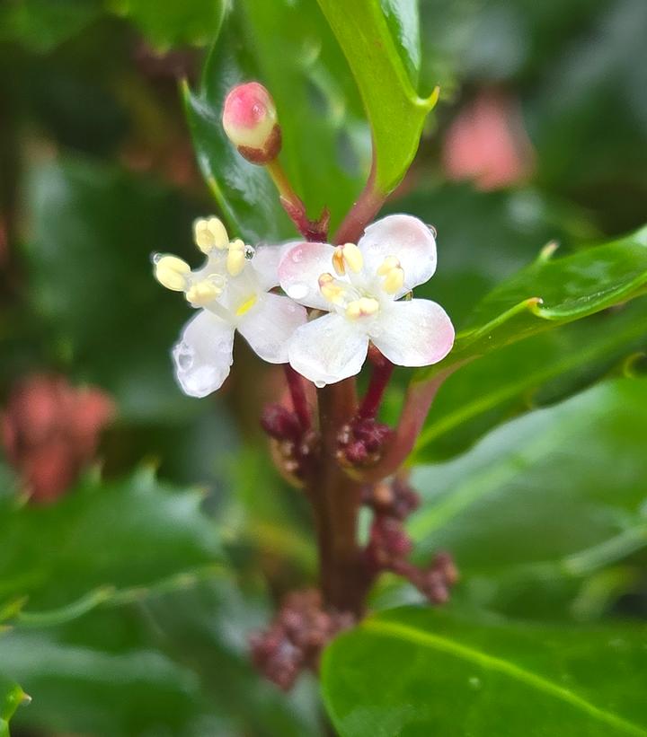Ilex x meserveae 'Blue Prince'