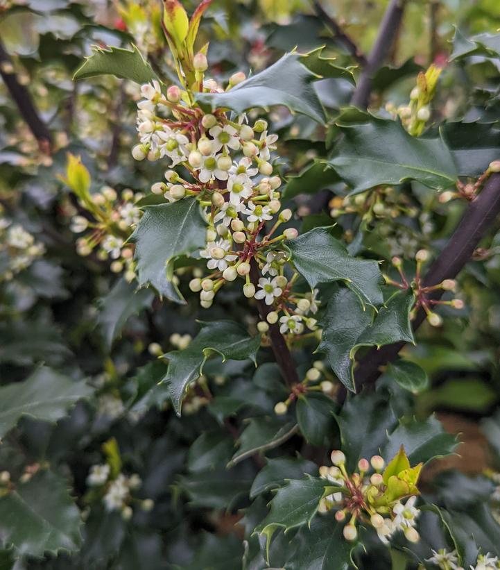 Ilex x meserveae 'Blue Princess'