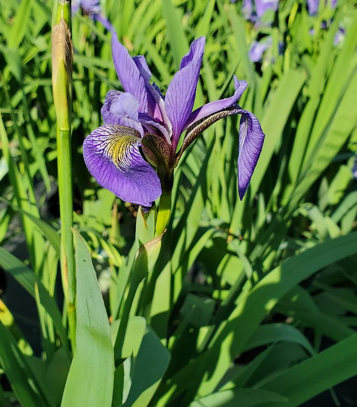 Iris versicolor 