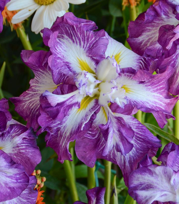 Iris ensata 'Lion King'