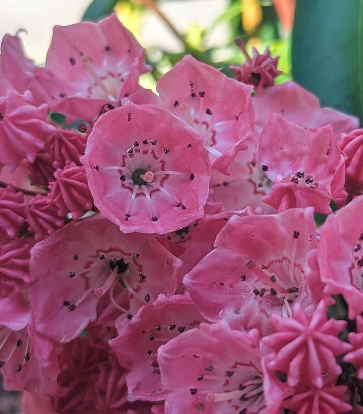 Kalmia latifolia 'Sarah'