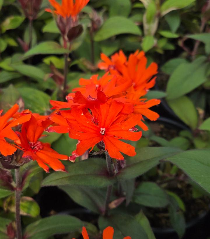 Lychnis arkwrightii 'Orange Gnome'