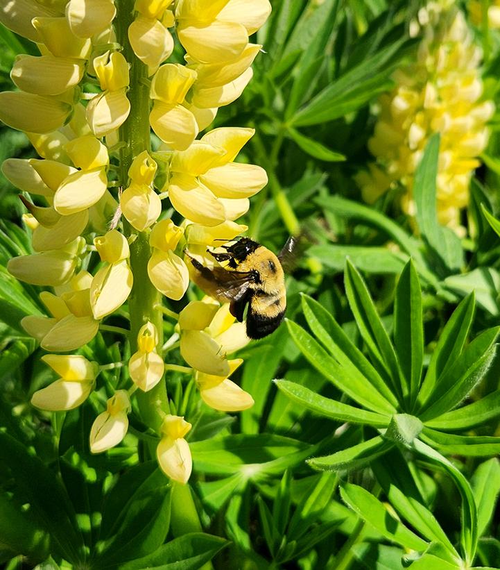 Lupinus 'Chandelier'