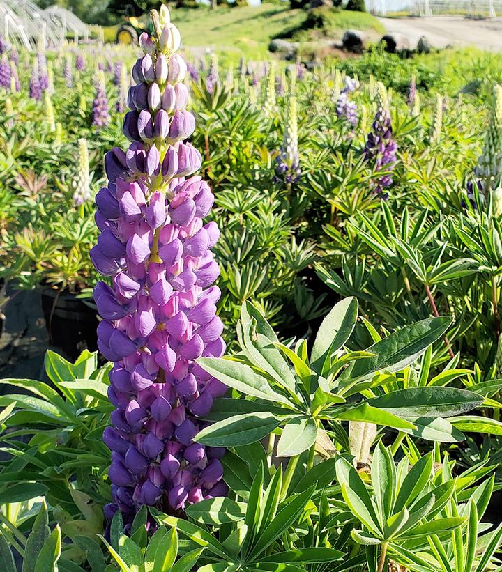 Lupinus polyphyllus 'Gallery Blue'