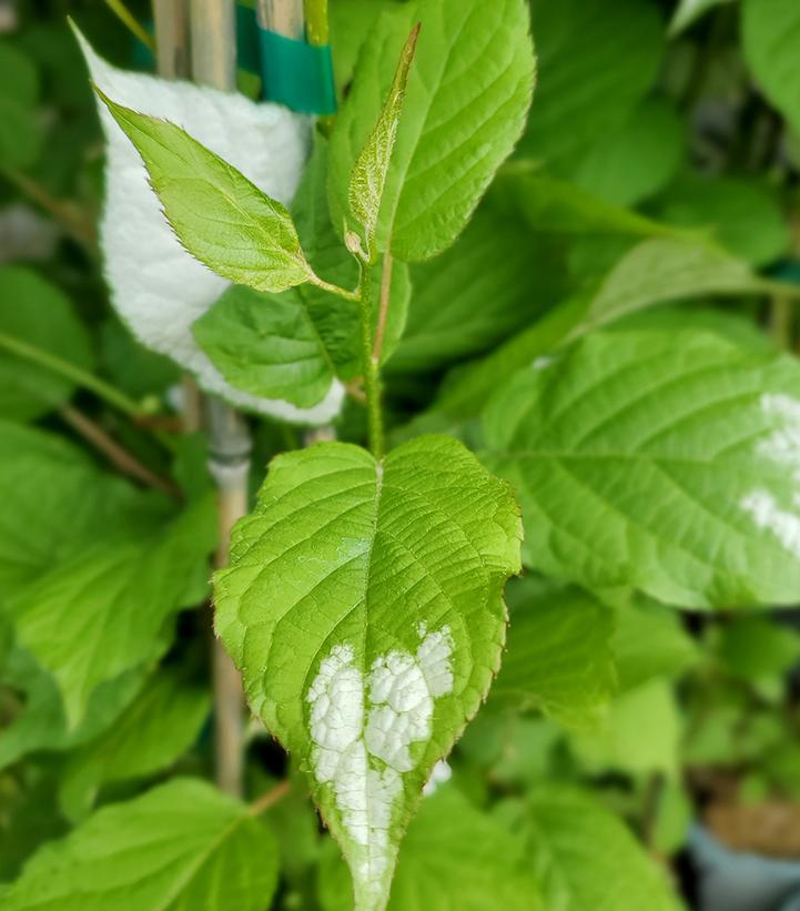 Actinidia kolomikta 'September Sun'