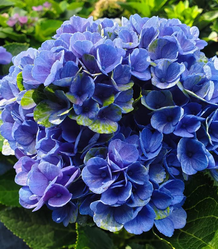 Hydrangea macrophylla Elizabeth Ashley