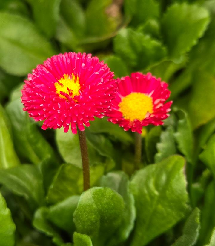 Bellis perennis Bellissima™ Red