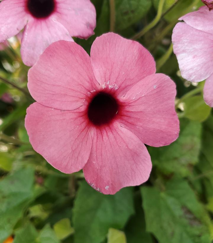 Thunbergia alata Assorted