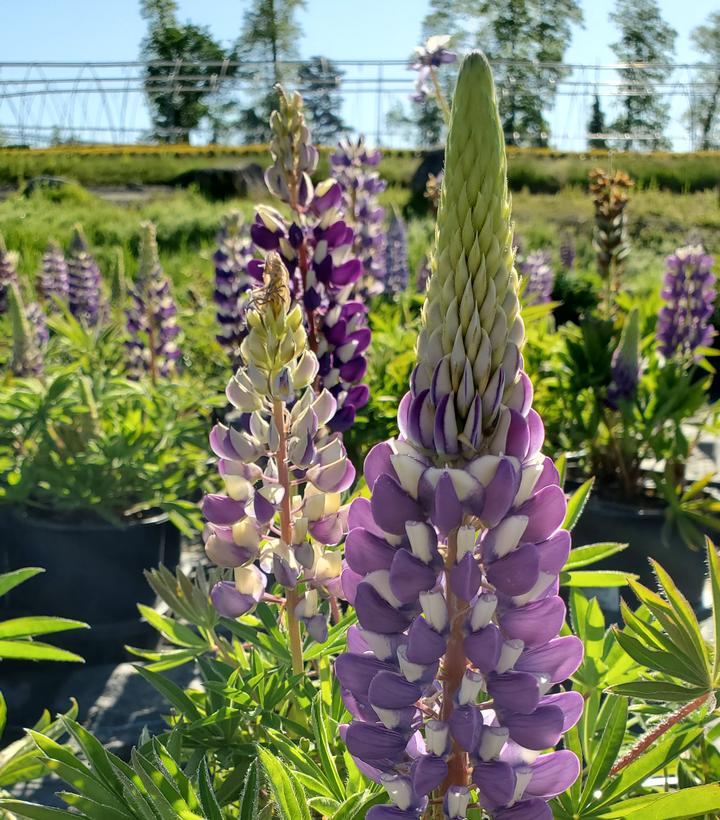 Lupinus 'The Governor'