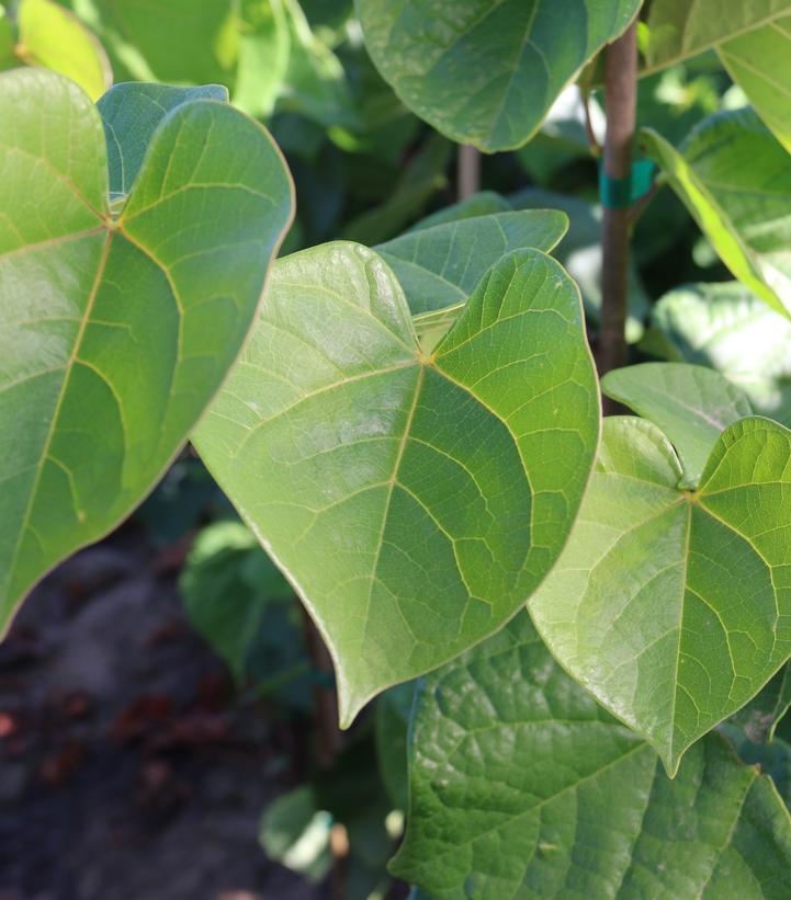 Cercis canadensis Northern Herald®