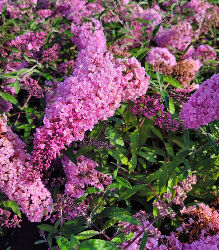 Buddleia davidii 'Pink Cascade'