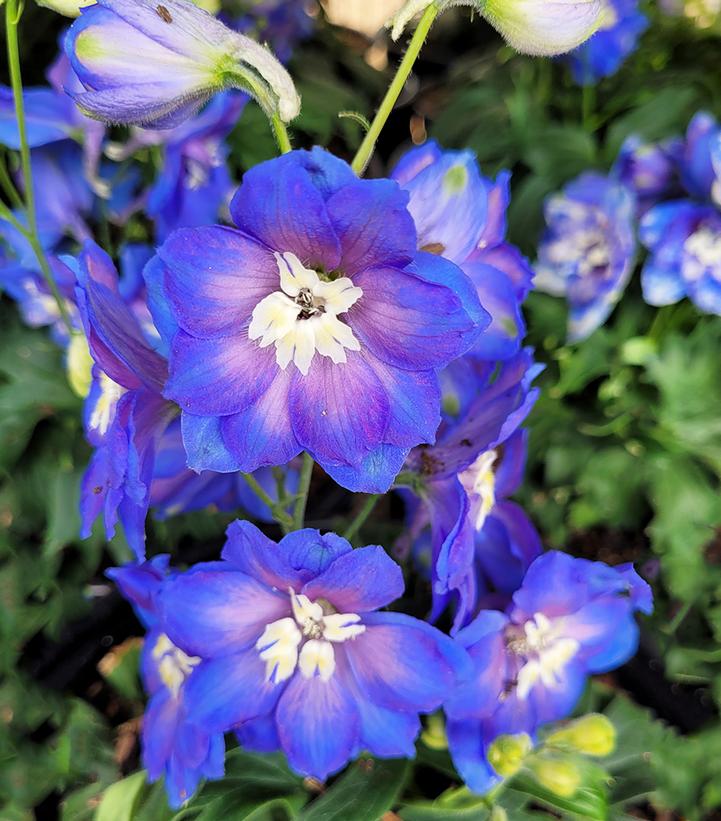 Delphinium x 'Cobalt Dreams'