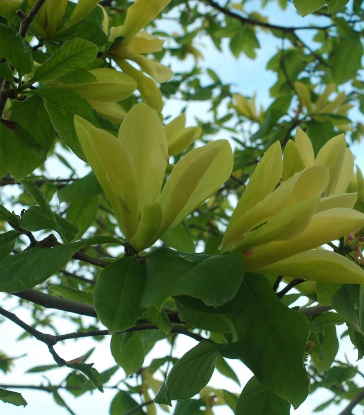 Magnolia x 'Butterflies'
