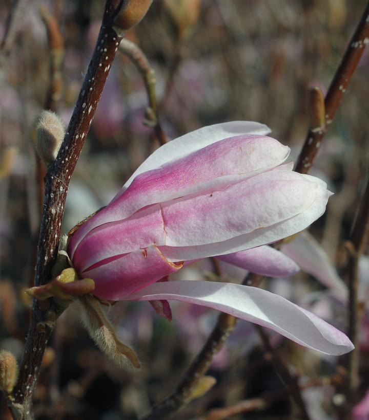 Magnolia × loebneri 'Leonard Messel'