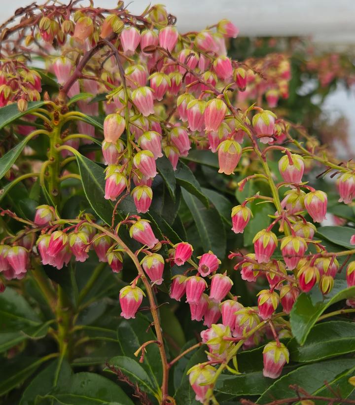 Pieris japonica Interstella®