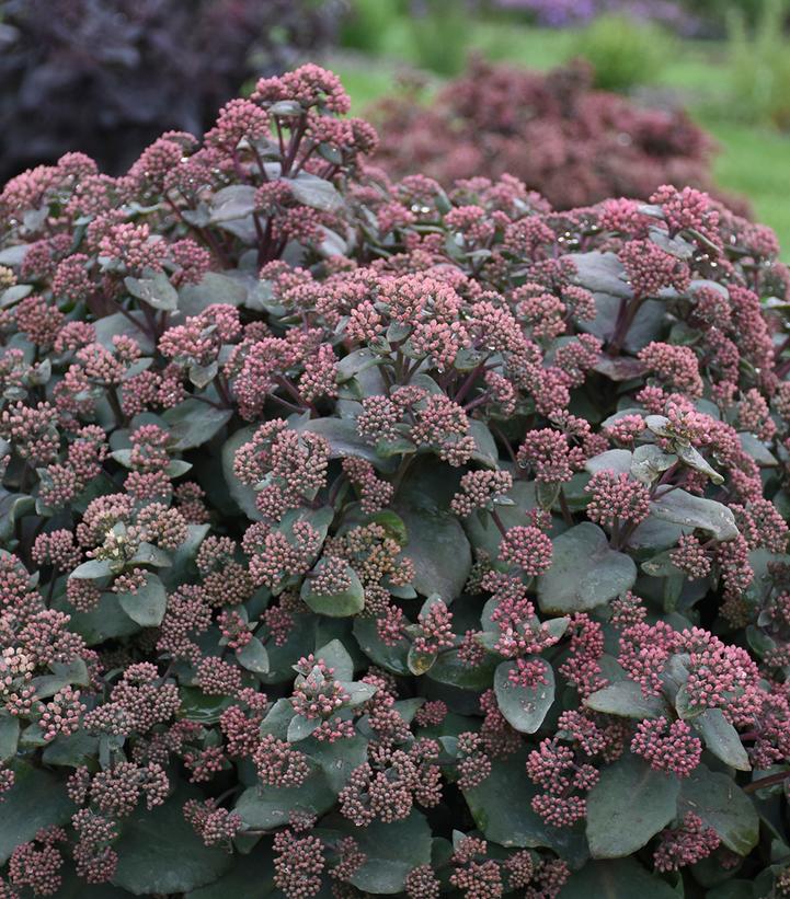 Sedum spectablie 'Spellbound'