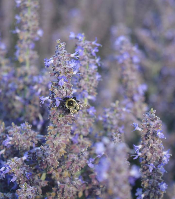 Perovskia atriplicifolia 'Sage Advice'