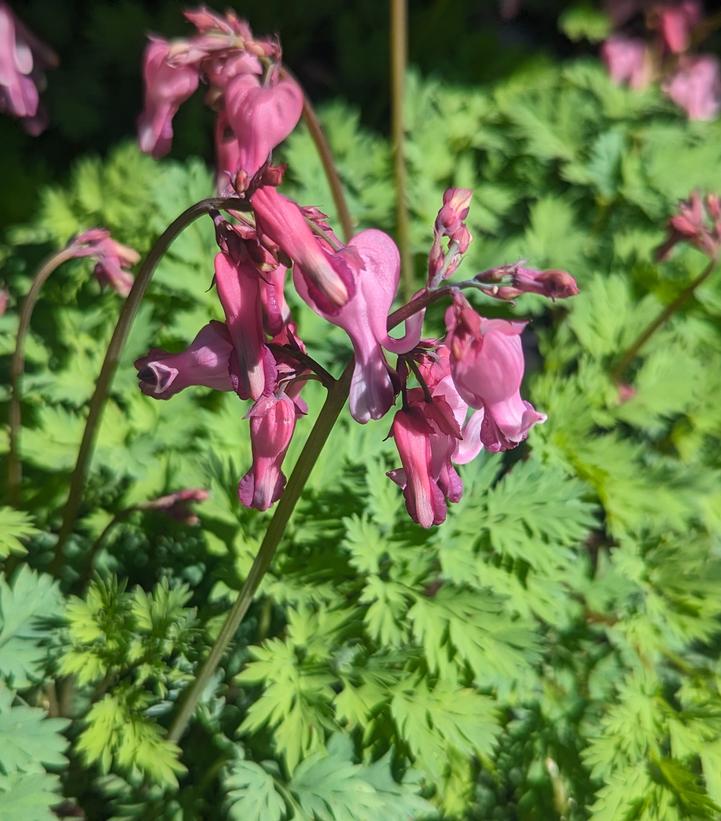 Dicentra x 'Pink Diamonds'