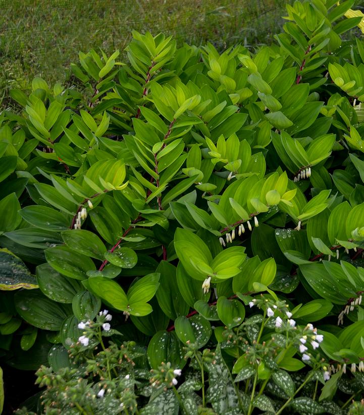 Polygonatum odoratum 'Ruby Slippers'