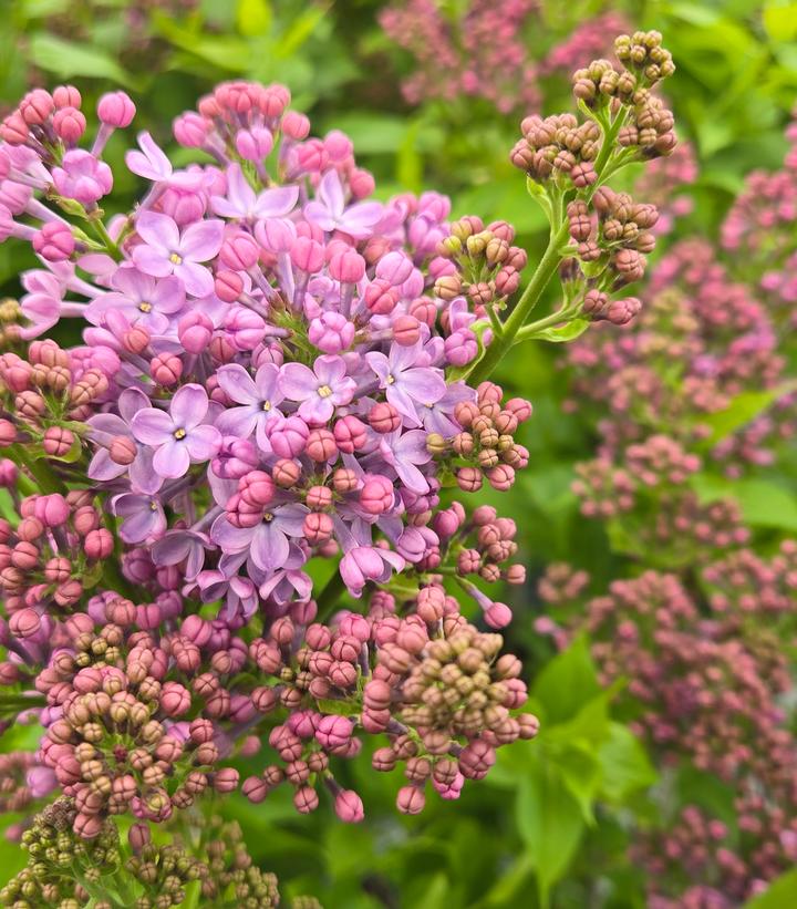 Syringa x hyacinthiflora Scentara Pura®