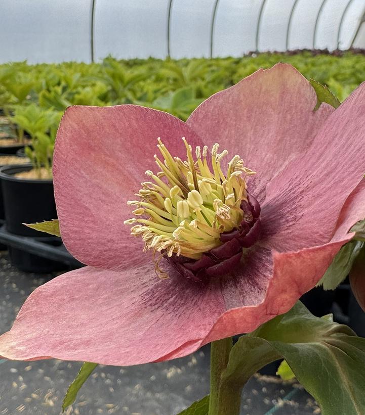 Helleborus Honeymoon® 'Sandy Shores'