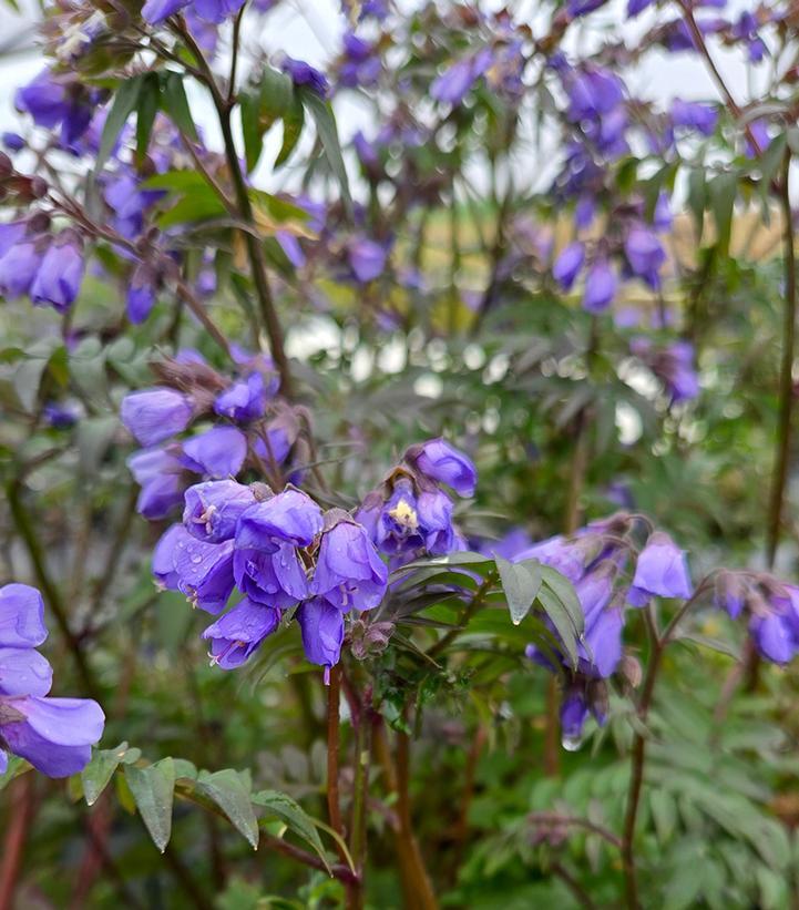 Polemonium x 'Heaven Scent'