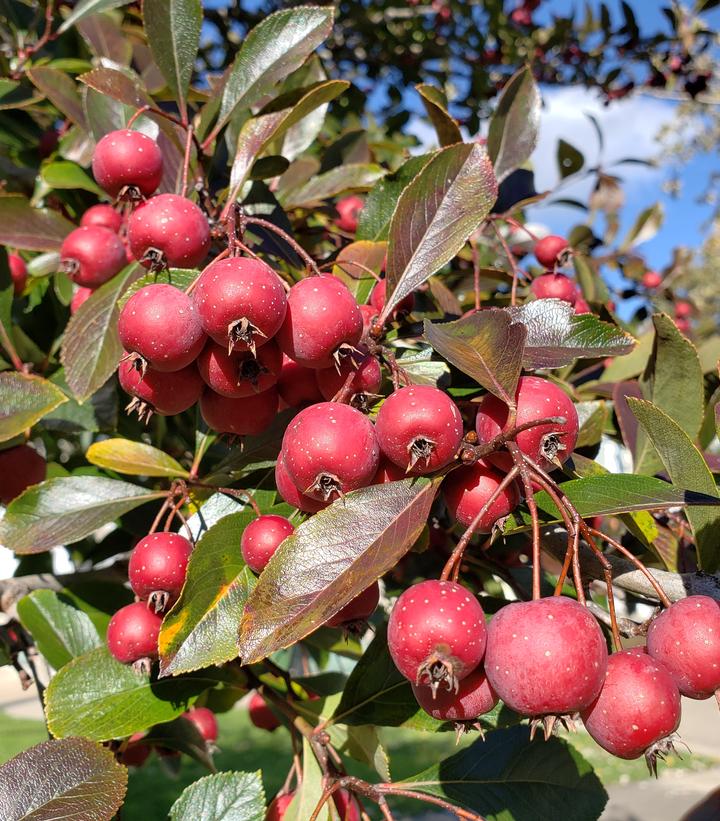 Crataegus crus-galli var. inermis Crusader®