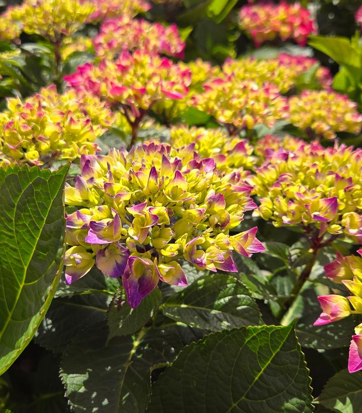 Hydrangea macrophylla Wee Bit Giddy®