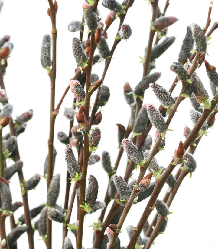 Salix chaenomeloides Black Cat®
