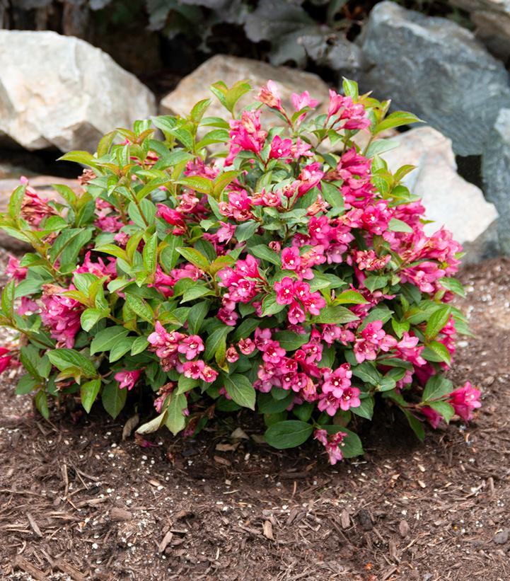 Weigela x Strobe