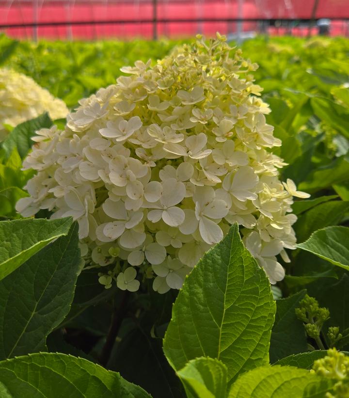 Hydrangea paniculata Fire Light Tidbit®