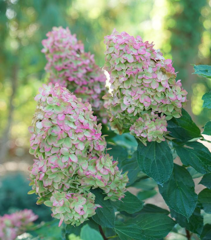 Hydrangea paniculata Limelight Prime®
