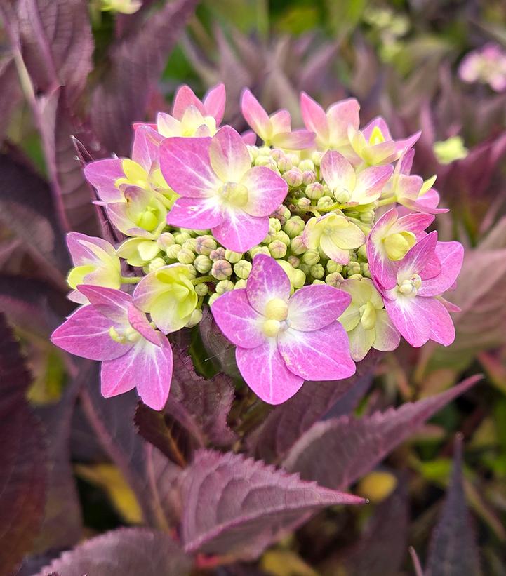 Hydrangea serrata Let's Dance Can Do!®