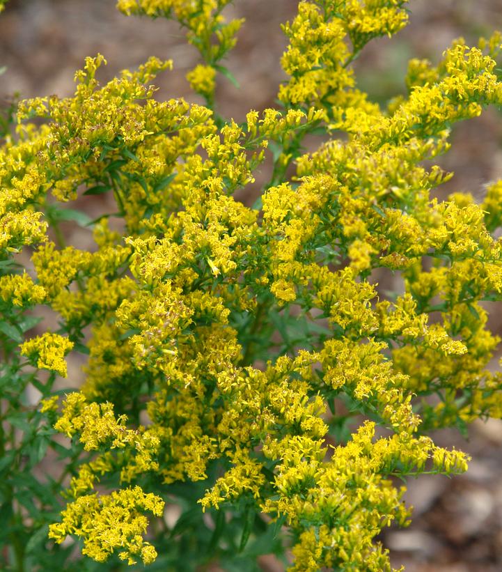 Solidago odora 