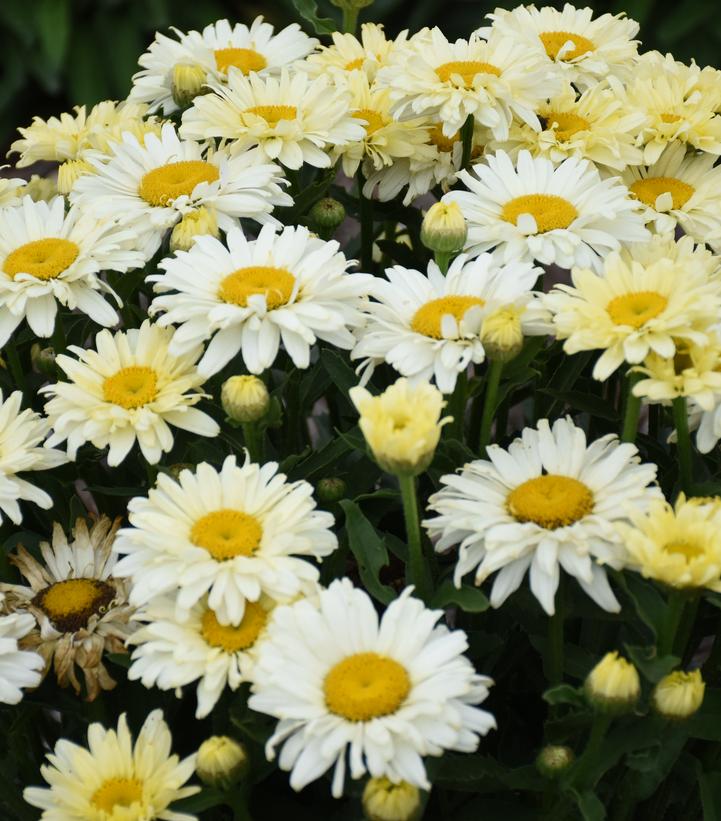 Leucanthemum superbum Amazing Daisies® 'Banana Cream II'