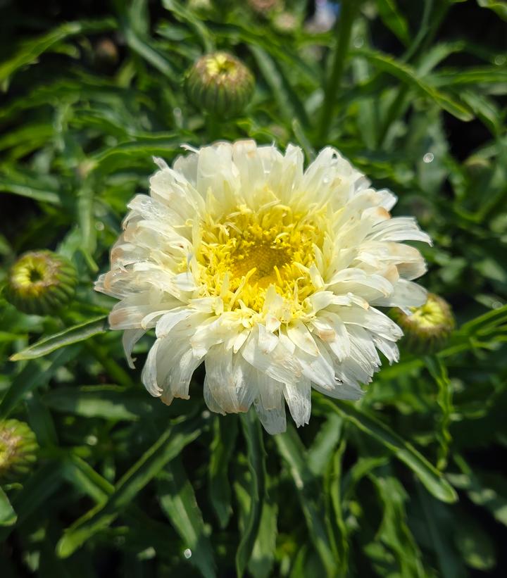 Leucanthemum superbum Amazing Daisies® 'Marshmallow'