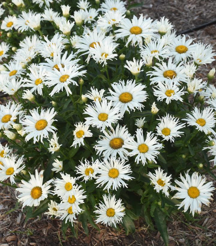 Leucanthemum superbum Amazing Daisies® 'Spun Silk'