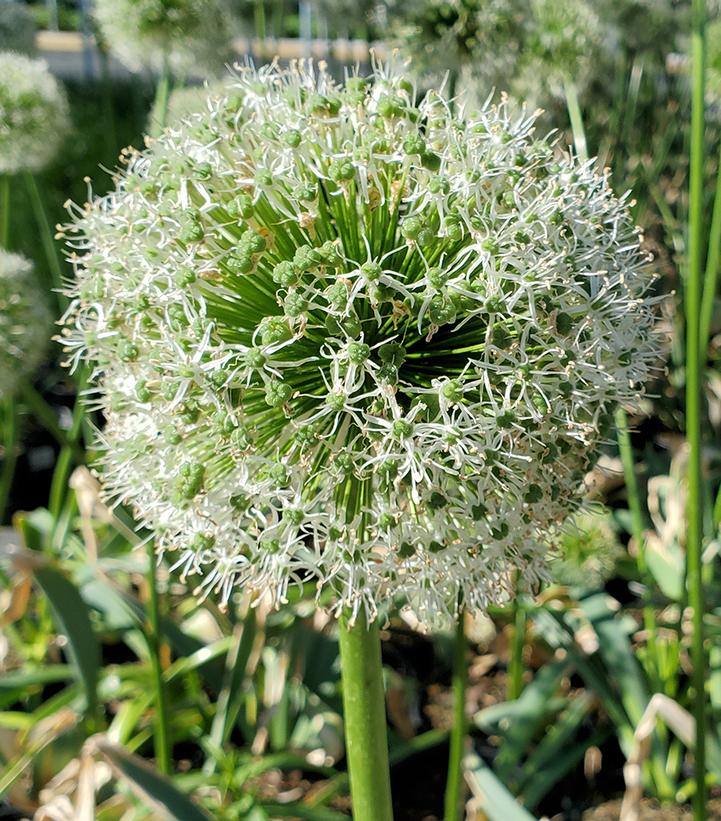 Allium stipitatum 'Mount Everest'