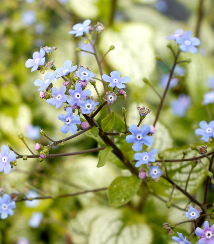 Brunnera 'Alexandria'