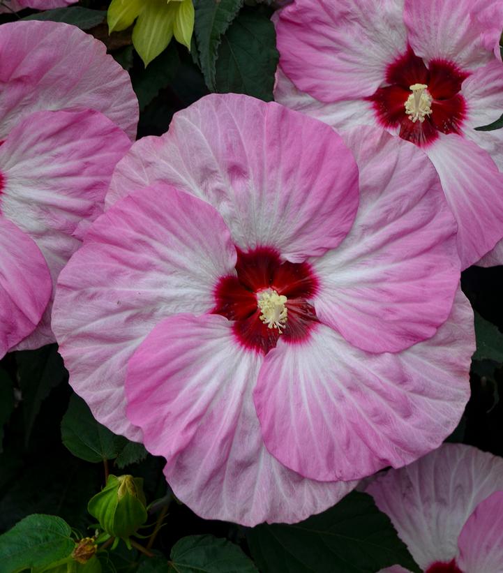 Hibiscus x Summerific® Spinderella