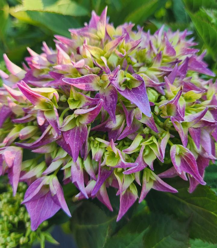 Hydrangea macrophylla Let's Dance ¡Arriba!®
