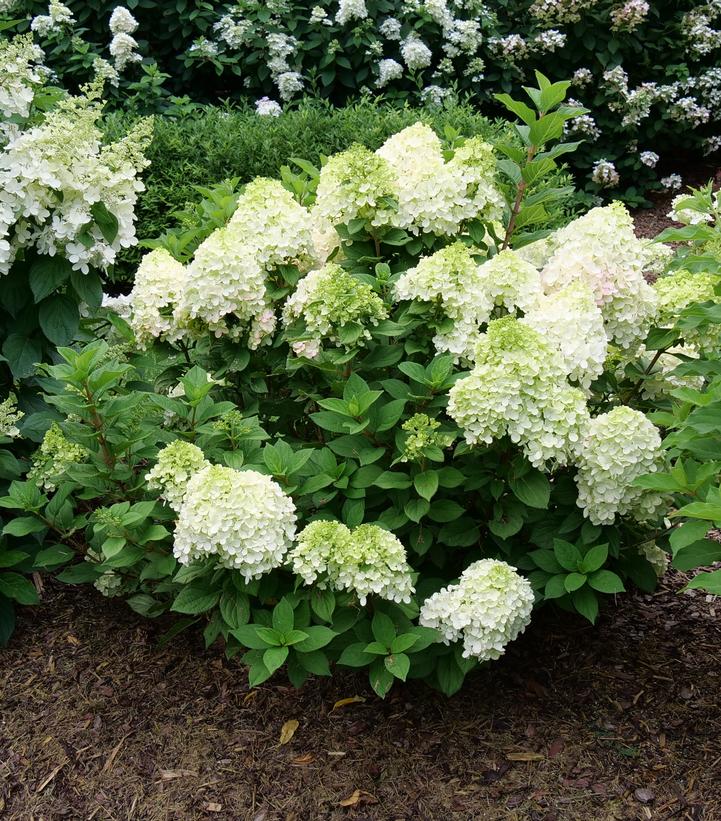 Hydrangea paniculata Little Lime Punch®
