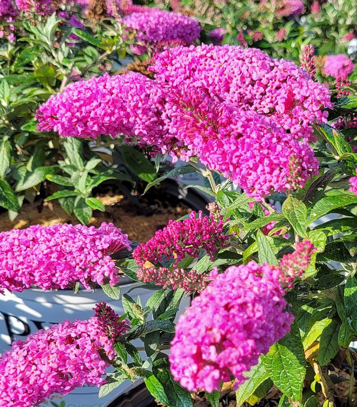 Buddleia x Pugster Pinker®