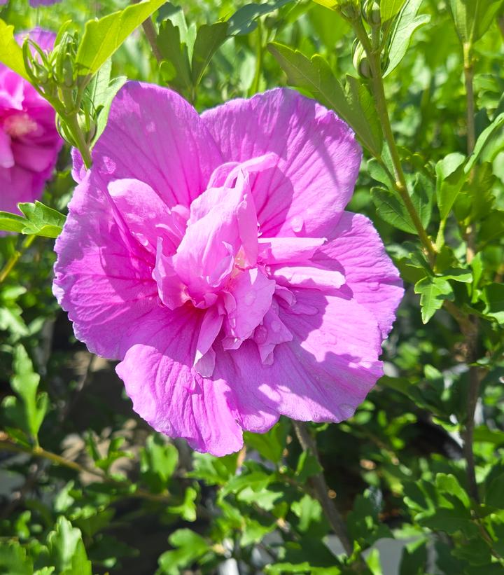 Hibiscus syriacus Dark Lavender Chiffon®