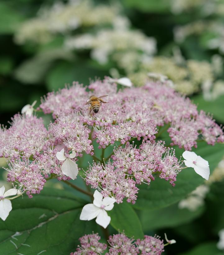 Hydrangea arborescens subsp. radiata Invincibelle Lace®