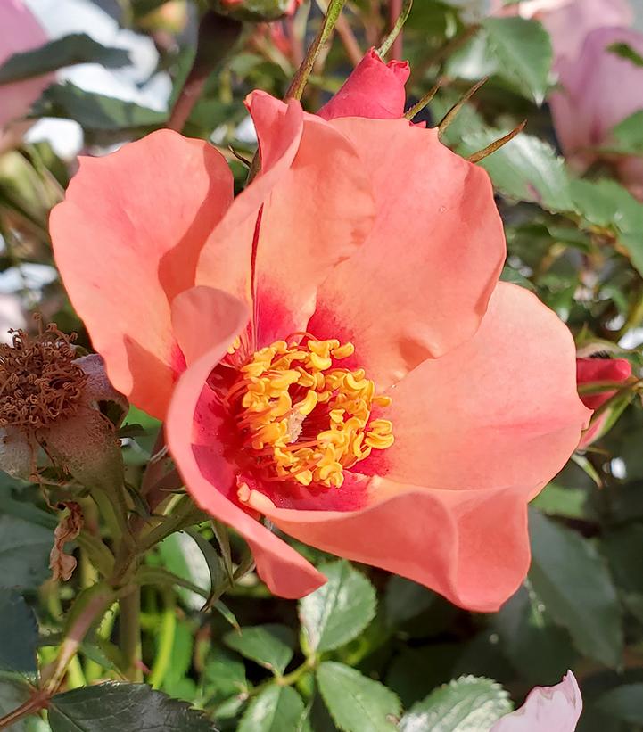 Rosa x Ringo All-Star™
