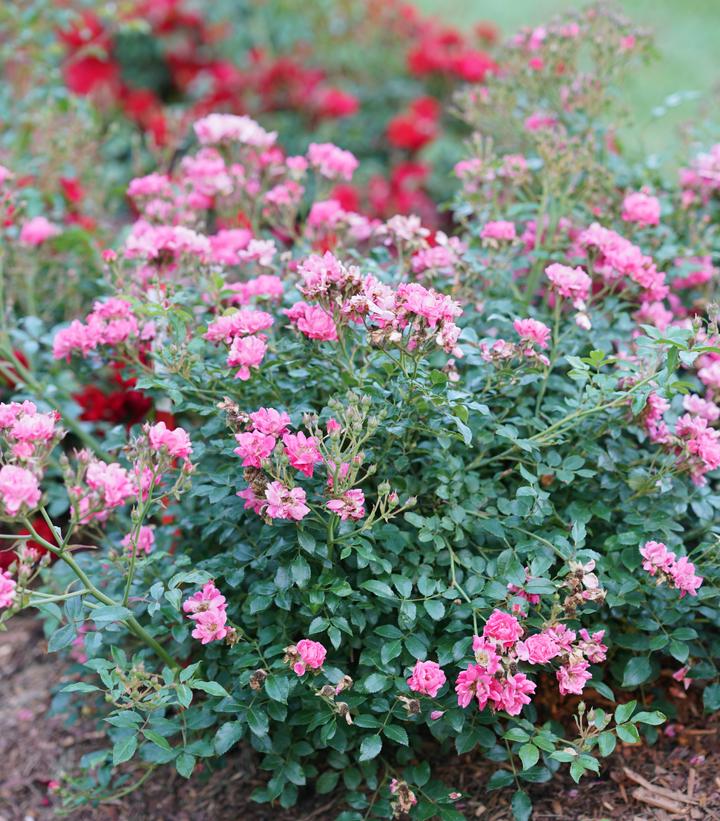 Rosa x Oso Easy® Double Pink